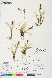 Carex aquatilis var. stans image