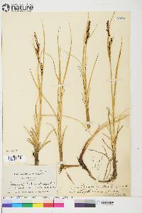 Carex aquatilis var. stans image