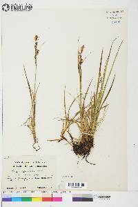 Carex aquatilis var. stans image