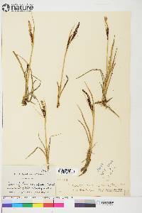 Carex aquatilis var. stans image