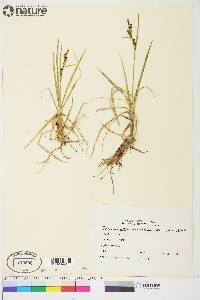 Carex aquatilis var. stans image