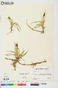 Carex aquatilis var. stans image