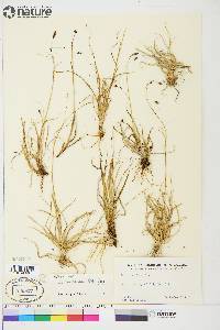 Carex atrofusca image