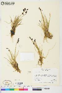 Carex atrofusca image