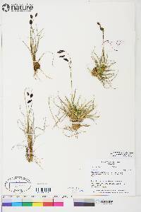 Carex atrofusca image