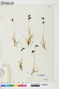 Carex atrofusca image