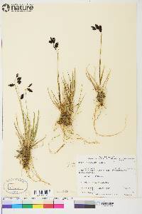 Carex atrofusca image