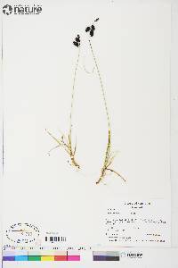 Carex atrofusca image