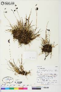 Carex atrofusca image