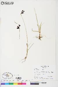 Carex atrofusca image