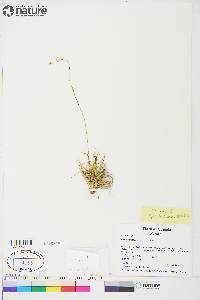 Carex atrofusca image