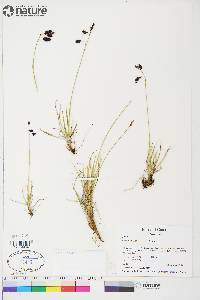 Carex atrofusca image