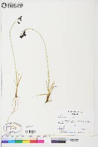 Carex atrofusca image