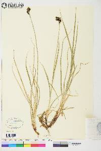 Carex atrosquama image