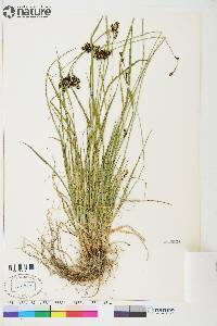 Carex atrosquama image