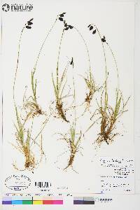 Carex atrofusca image