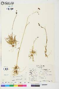 Carex atrofusca image