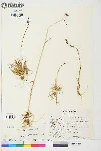 Carex misandra image