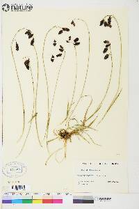 Carex atrofusca image