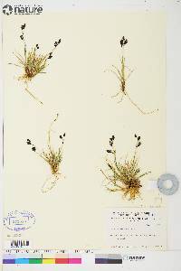 Carex atrofusca image