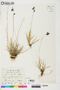 Carex atrofusca image