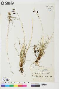 Carex atrofusca image