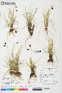 Carex atrofusca image