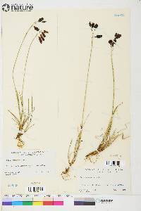 Carex atrofusca image