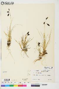 Carex atrofusca image