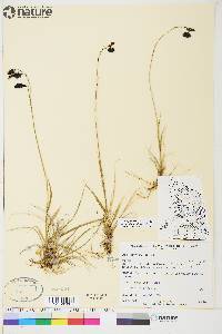 Carex atrofusca image