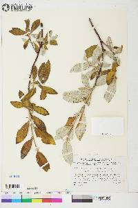 Salix alaxensis image