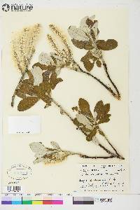 Salix alaxensis image