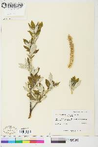 Salix alaxensis image