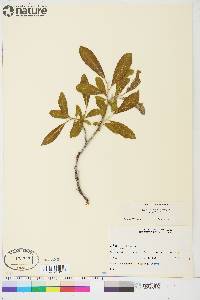 Salix alaxensis var. alaxensis image