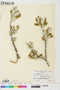 Salix alaxensis image