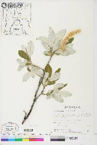 Salix alaxensis image