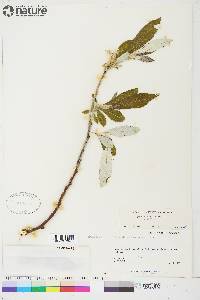 Salix alaxensis image