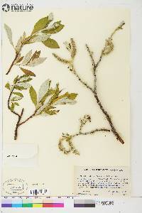 Salix alaxensis image