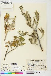 Salix alaxensis image