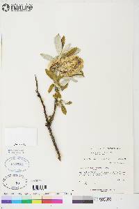 Salix alaxensis image