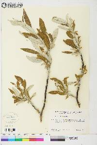 Salix alaxensis image