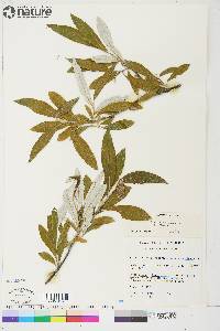 Salix alaxensis var. alaxensis image