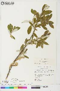 Salix alaxensis image