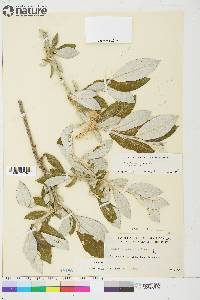 Salix alaxensis image