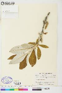 Salix alaxensis image