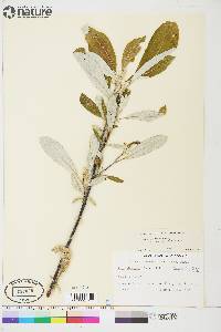 Salix alaxensis image