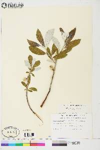 Salix alaxensis var. alaxensis image