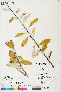 Salix alaxensis var. longistylis image