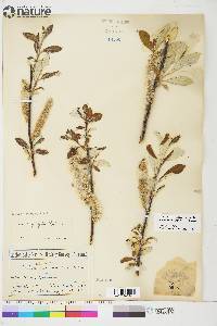 Salix alaxensis var. longistylis image