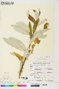 Salix alaxensis var. longistylis image